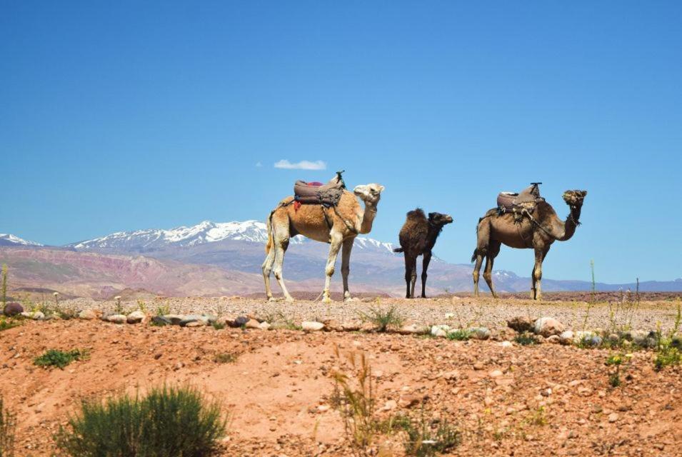 Amazigh Family Riad Имлиль Экстерьер фото